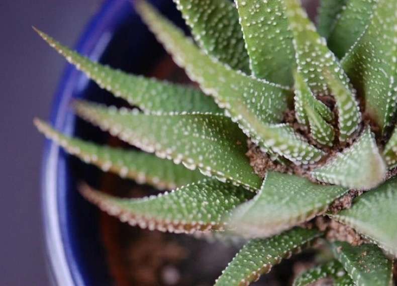 7formasdesmaquillante6